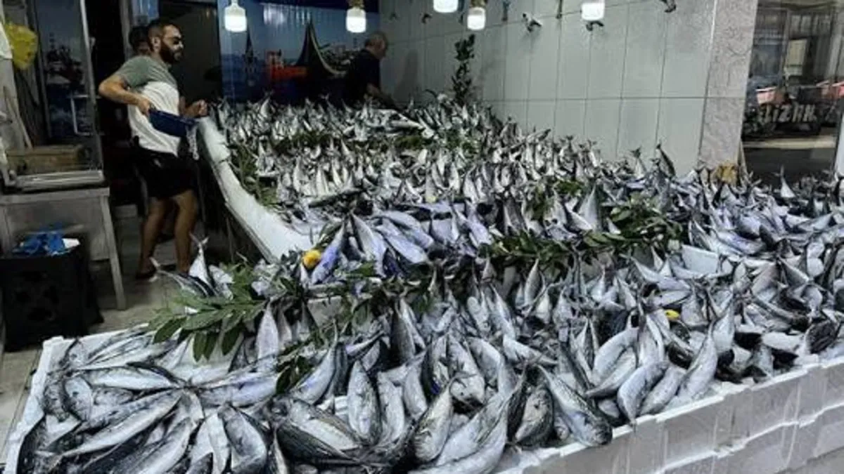 Palamut, hamsi, istavrit... İstanbul'da balık tezgahlarında bolluk başladı