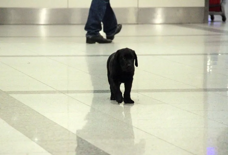 Tuvalette unutulan yavru köpek, havalimanının maskotu oldu
