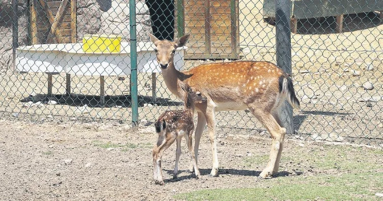 Doğal Yaşam Parkı’nın yeni misafirleri