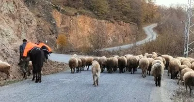 Çobanlar, sürüleriyle yaylalardan köylere göç ediyor