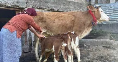 Dördüz doğuran inek aileyi mutlu etti #artvin