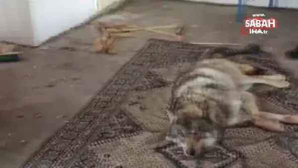 Ardahan'da donmak üzereyken kurtarılan kurt kamerada | Video