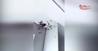 Yatak odasında dehşete düşüren görüntü... Yüzlerce örümcek... | Video
