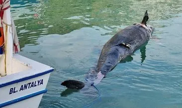 Katil balina Antalya’da kıyıya vurmuştu! Atlantik’ten gelmiş