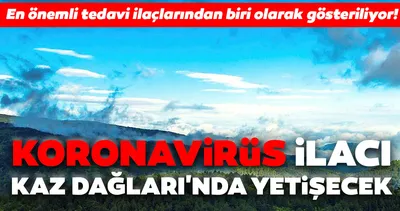 Koronavirüs Covid-19 ilacı Kaz Dağları’nda yetişecek