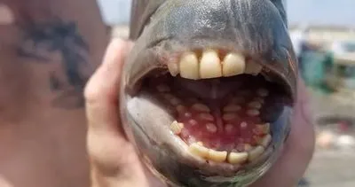 İnsan dişli balık korkuttu! Balıkçının oltasına takılan 7.7 kiloluk balık dünyayı şaşkına çevirdi