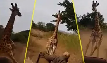 Turistlere kızgın zürafa şoku! Araçlarına saldırdı