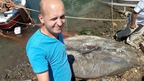 Gemlik’te dev ay balığı yakalandı