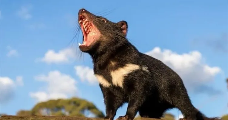 Üç bin yıl sonra vatanına döndü