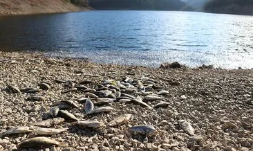 Sünnet Gölü Tabiat Parkı’nda balık ölümlerine inceleme!