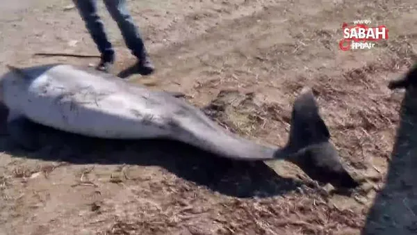 Ayvalık'ta 3 metrelik dev yunus balığı ölüsü bulundu | Video