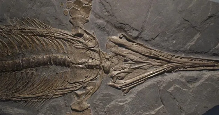 Çin’de 174 milyon yıllık dinozor fosili bulundu