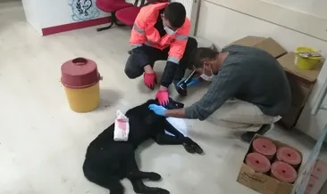 Devlet, yaralı köpek için seferber oldu