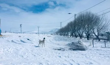 Köpeklerin drone ile imtihanı #ardahan Köpeklerin drone ile imtihanı #ardahan