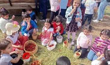 Kızıltepe’de çilek hasadı başladı