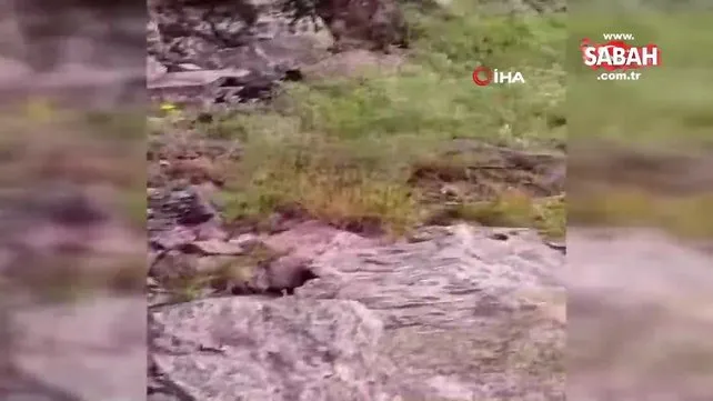 Türkiye’nin zehri en ölümcül ve en büyük yılanı Muş’ta görüldü | Video