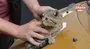 Duyarlı vatandaştan otomobilin sürücüsüne not: Kaputta kedi var | Video