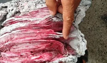 Denizde bulmuştu...  2 bin 500 yıllık fosil olduğunu iddia etti bakın ne çıktı!