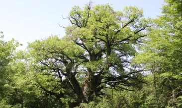 Bu ağaç 1091 yaşında #bolu