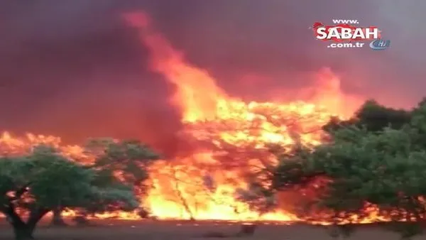 Çanakkale'de orman yangını