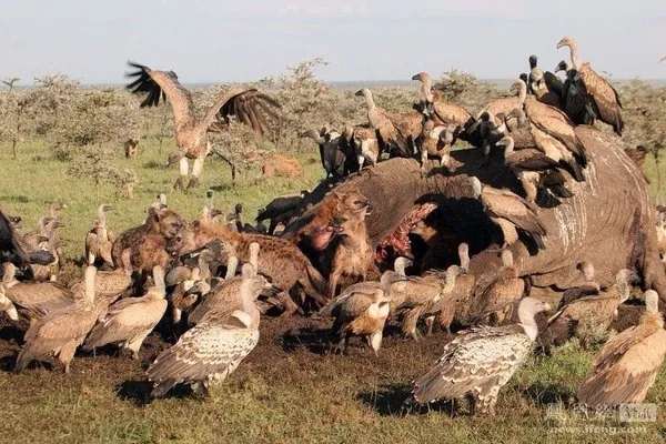 Sırtlandan büyük kaçış taktiği