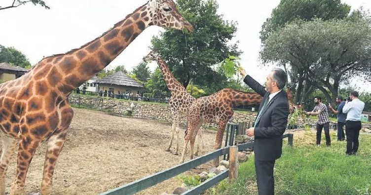 Bursa Hayvanat Bahçesi’nin yeni misafirleri gergedanlar