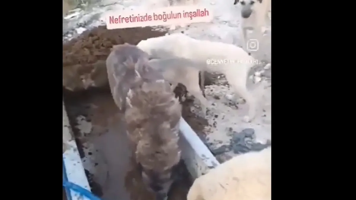 Sözde hayvanseverden skandal paylaşım: Yaşasın İsrail inşallah Türkiye’nin sonu da Filistin gibi olur