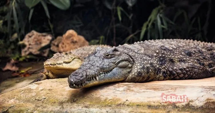 Tam 40 tane timsahın arasında kaldı! Yaşlı adamı diri diri yuttular, geriye sadece terliği kaldı…