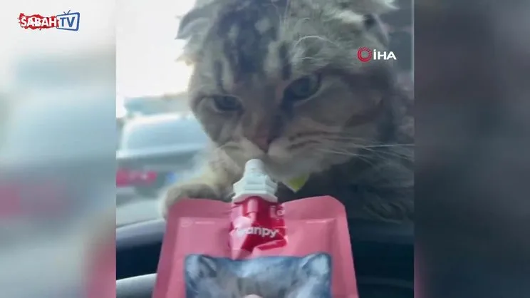 Kayıp kedi bulunmazsa kocası boşayacak | Video