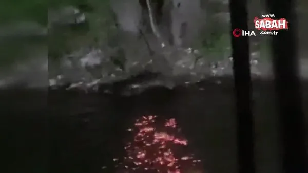 Nesli tükenmekte olan su samurları Kahramanmaraş'ta görüntülendi | Video