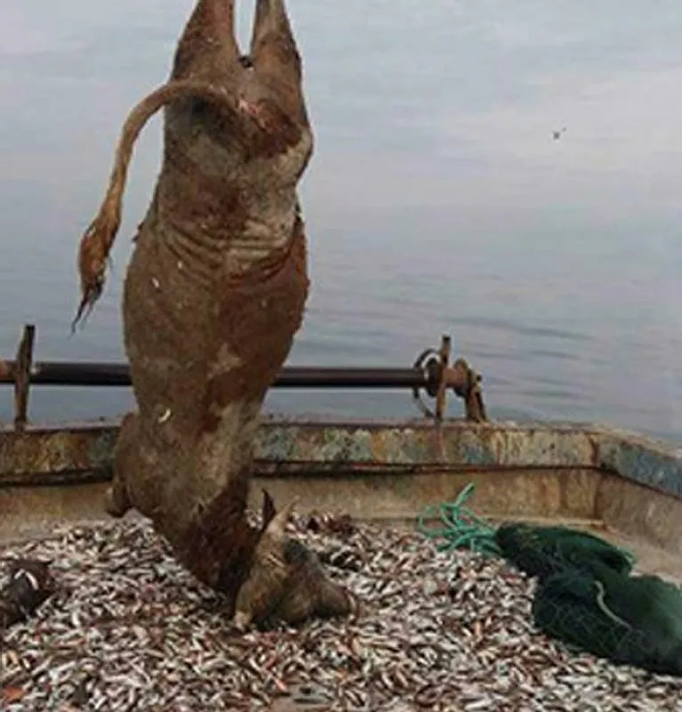 Kocaeli'de denizden dana çıktı - 1
