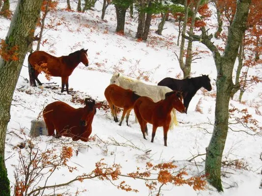 Özel Kazdağları’nda karda yılkı atlarını görüntülediler