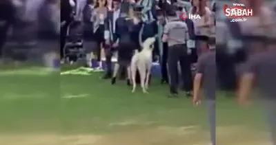 Başıboş köpeğin Ege Üniversitesi mezuniyet töreninde insanlara saldırdığı anlar kamerada | Video