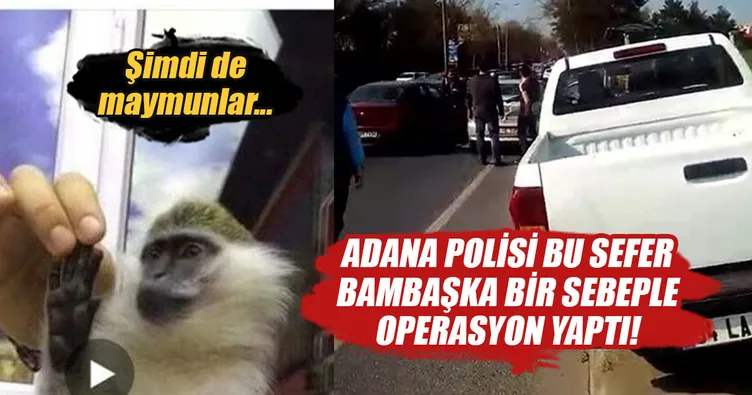 Yasadışı maymun satan şahıs böyle yakalandı