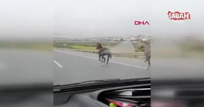 İstanbul’da karayolunda dörtnala koşan atla kamerada | Video