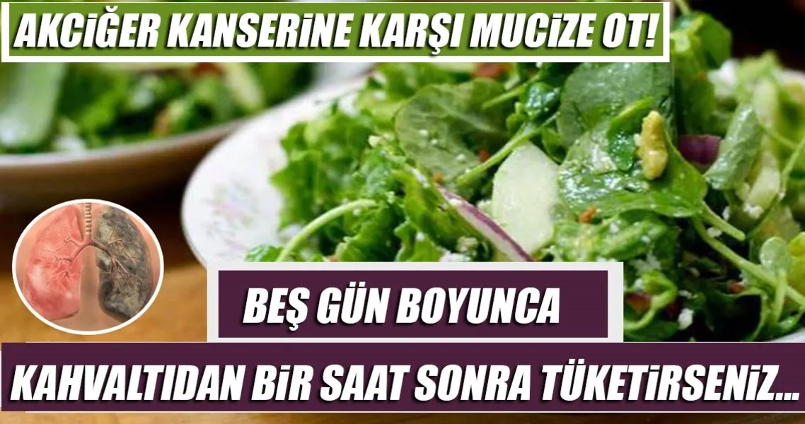 Akciger Kanserine Karsi Tere Otu Kuru Saglik Haberleri