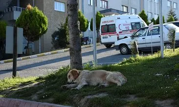 Sahibi yoğun bakıma alınan köpek, 5 gündür hastane önünde bekliyor
