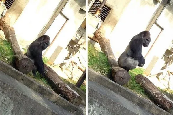 Yakışıklı goril kadınları hayran bıraktı!