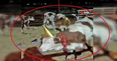 Bursa’da süslediği inekleri yılbaşı kutlaması yapan çiftlik sahibi kamerada | Video