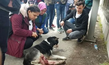 Otomobille çarparak, yaraladığı köpeğin başından ayrılmadı
