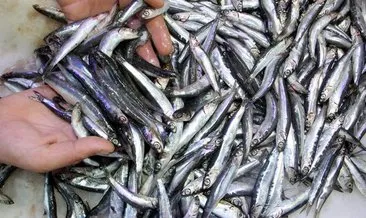 İzmir'de yasa dışı av için sıkı denetim! Bin 430 kilo hamsiye el konuldu #izmir