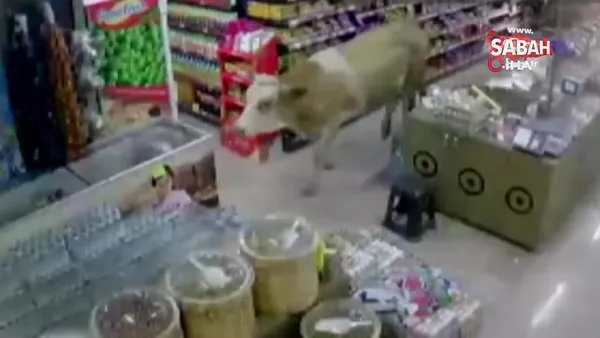 Sahibinin elinden kurtulan kurbanlık inekler markete girdi | Video
