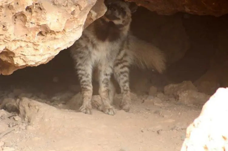 Adıyaman'da çizgili sırtlan görüntülendi