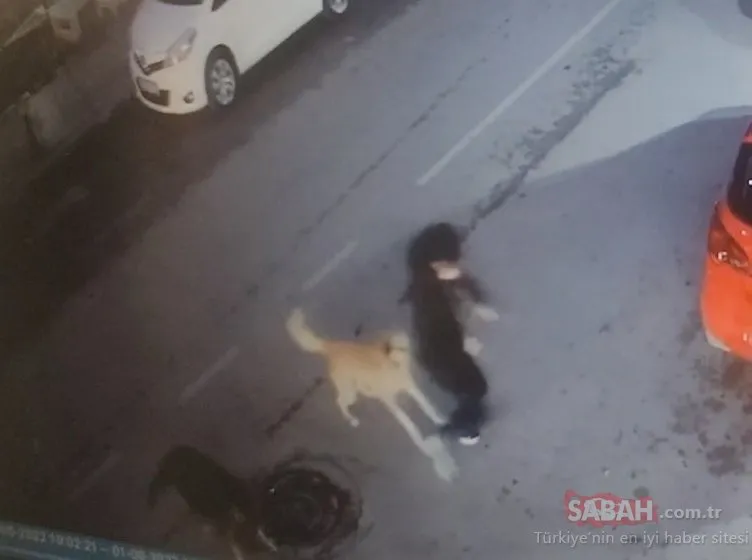 Kocaeli’de sokak köpeği dehşeti! Küçük çocuk kabusu yaşadı