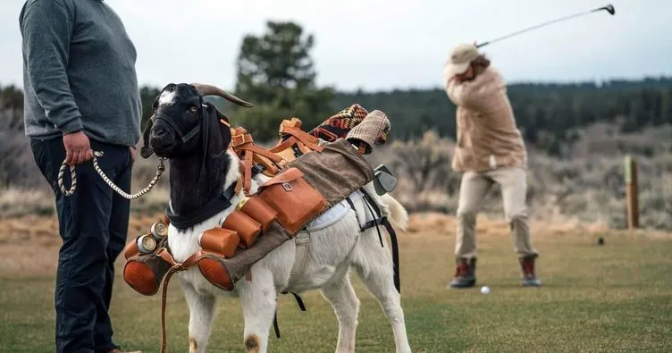 Golf kulübünün maaşlı keçileri