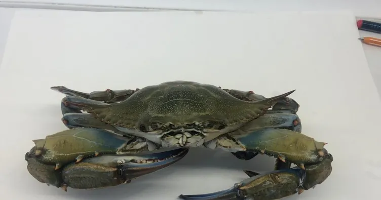 Mavi yengeç Karadeniz’de üremeye başladı