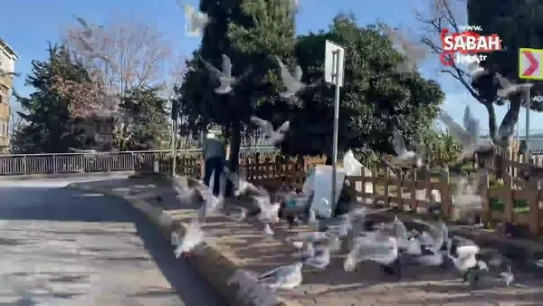 Her gün elleriyle martılara ve güvercinlere profiterol yediriyor | Video