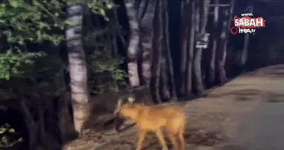 Ankara’da ayı ile başıboş köpekleri yine karşı karşıya geldi: O anlar kamerada | Video