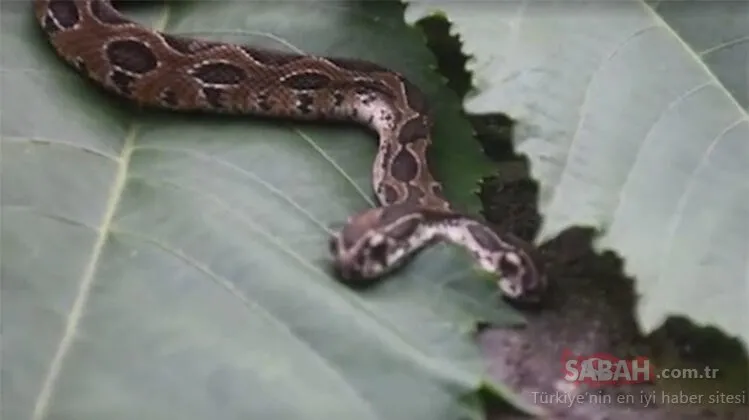 dunyayi soke etti cift basli yilan