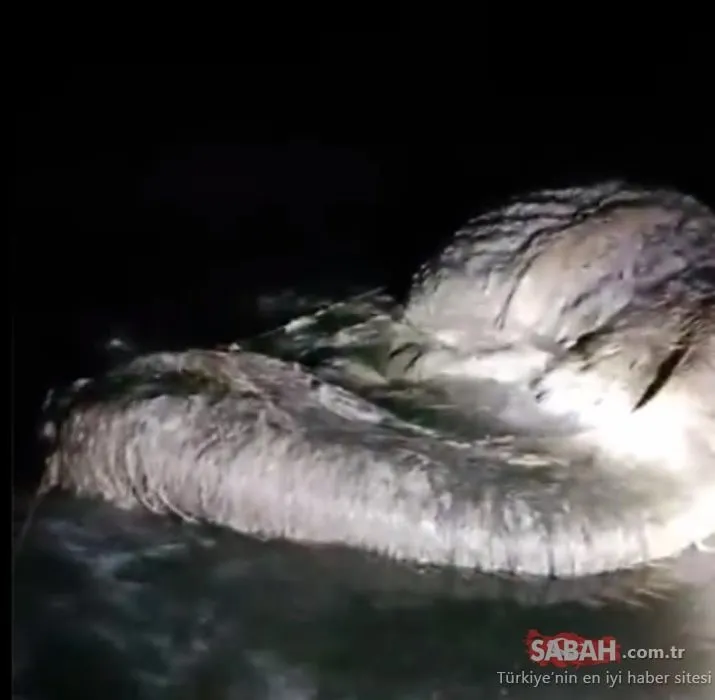 Efsane deniz canavarı ortaya çıktı! İşte dünyayı şoke eden olay